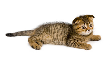 little kitten isolated on white