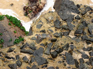 photo of a crab on beach.