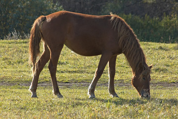 horse eat a grass.