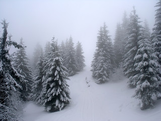 haze fir