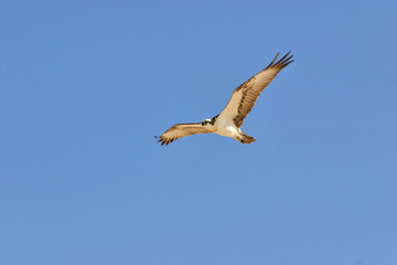 eagle in the sky