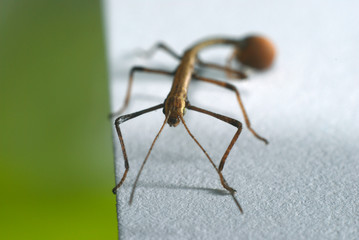 small walkingstick standing on a sheet