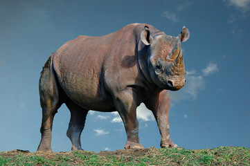 Fototapeta premium big horn rhino