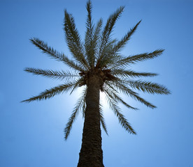 Silhouette of one single palm with the sun right behind the palm crown. Square format.