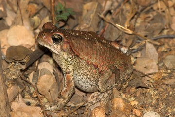 brown frog