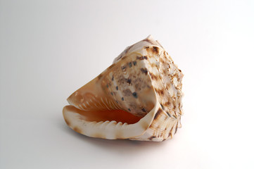big shell/conch