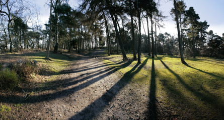 path through woodland