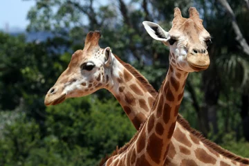 Foto auf Acrylglas two giraffes © Xavier MARCHANT