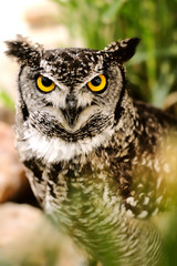 owl 2