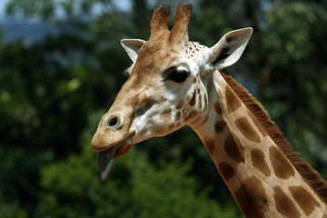 girafe face