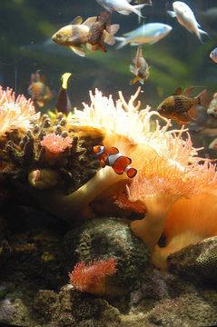 nemo
