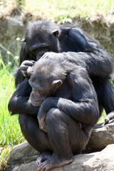 two chimpanzee playing