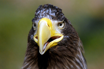 head of a see eagle