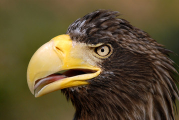 head of a see eagle
