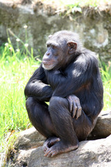 young chimpanzee seated