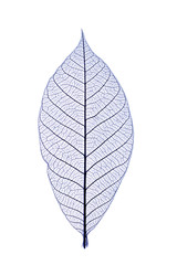blue leaf