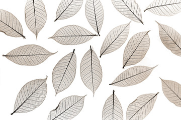 leaf pattern