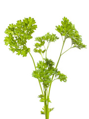 parsley (petroselinum crispum)