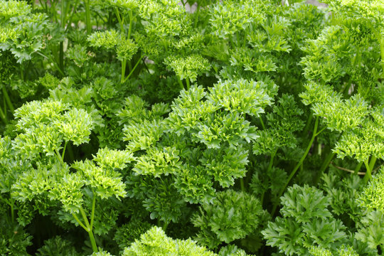 parsley (petroselinum crispum)