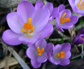 purple crocus