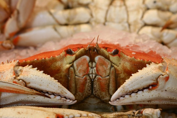 crab for sale at pike's market