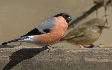 bullfinch