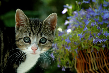 Fototapeta na wymiar mały kotek z kwiatami
