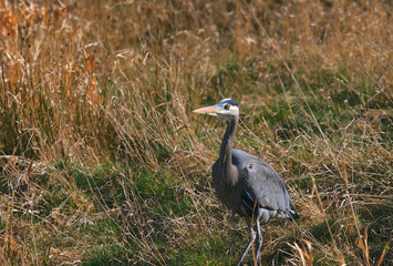 heron in the wild