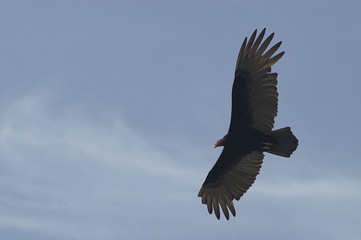 turkey vulture
