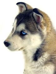 puppy siberian husky