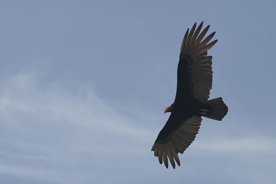 turkey vulture