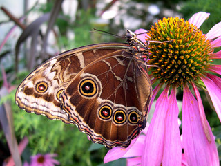 butterfly morpha