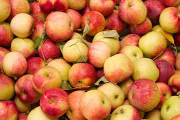 harvest time for apples