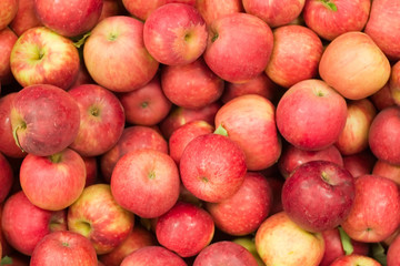 Fototapeta na wymiar Czas zbiorów jabłek