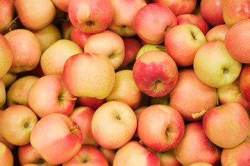 harvest time for apples