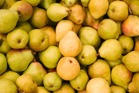 harvest time for pears