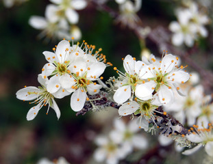 eclosions du printemps