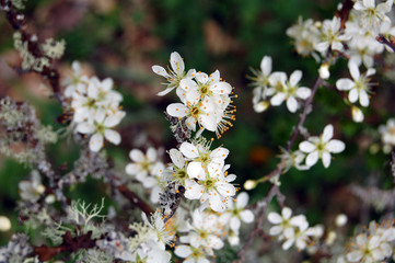 eclosion du printemps