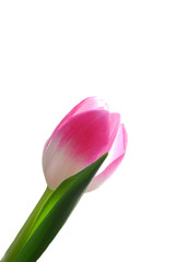 pink tulip