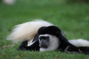 guereza 6