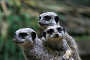 erdmännchen-trio
