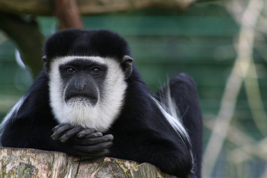 guereza