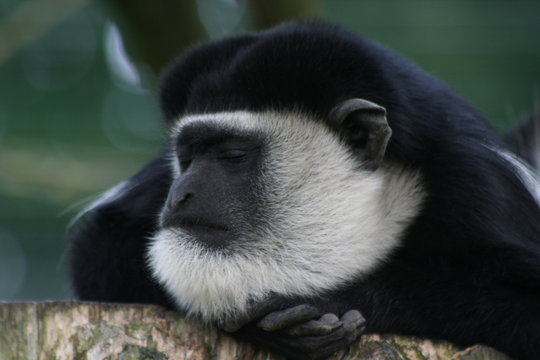 guereza 4