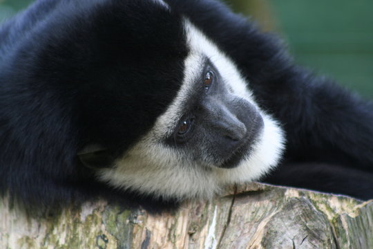 guereza 5