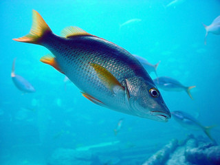 Naklejka premium fishes
