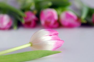 Obraz na płótnie Canvas tulips