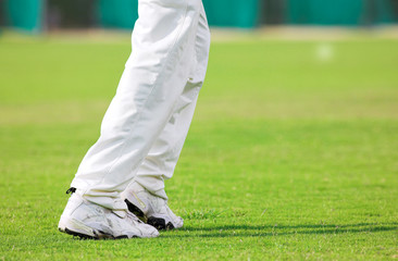 Obraz premium cricket #3