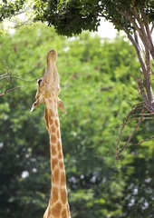 Crédence de cuisine en verre imprimé Girafe étirer la girafe