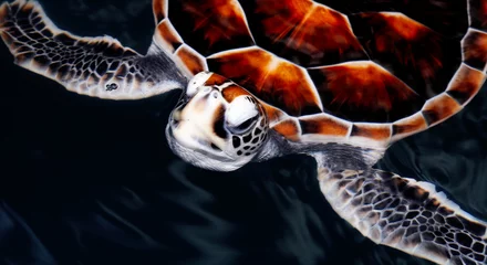 Papier Peint photo autocollant Tortue turtle