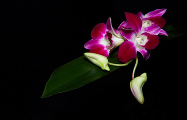 orchid in dark